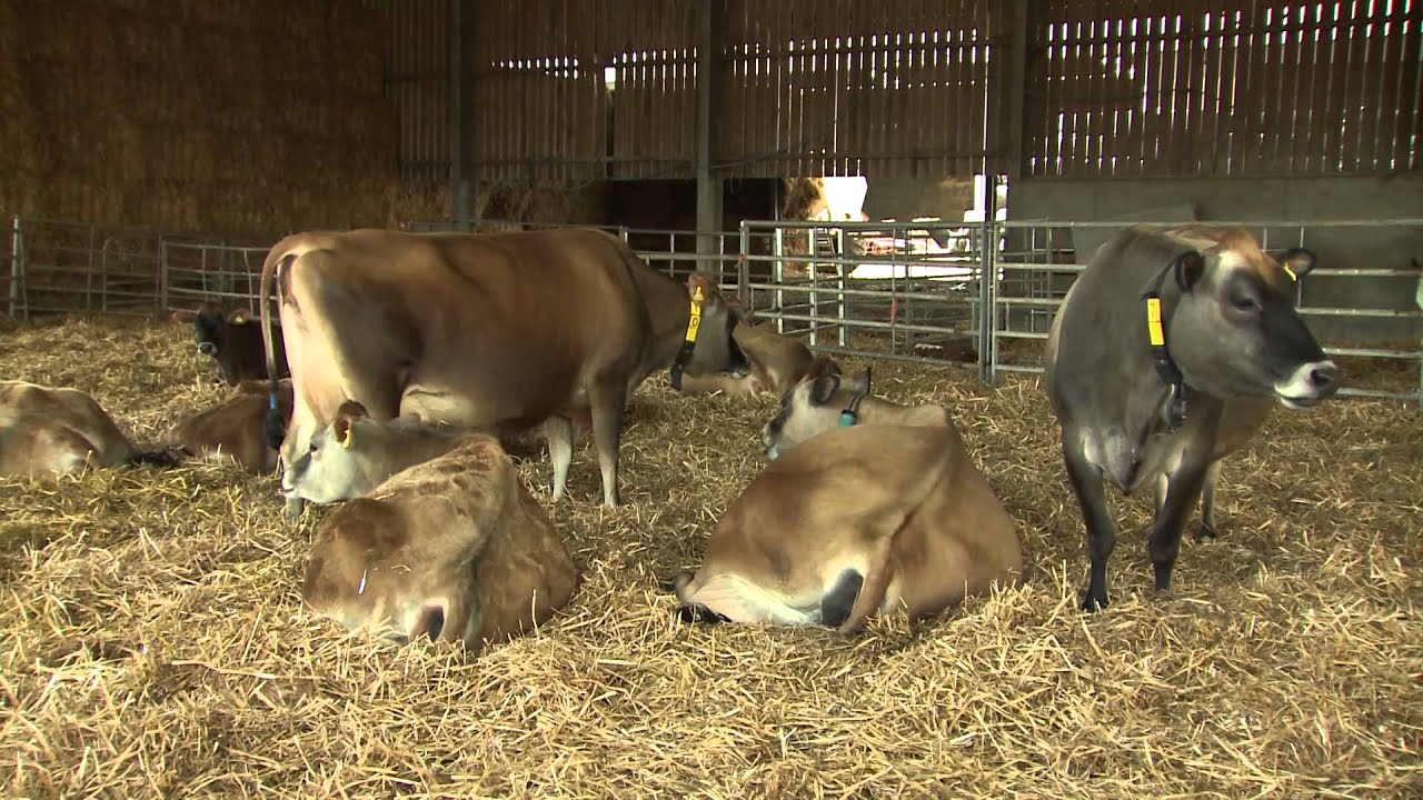 Optimising Lying Comfort of the Dairy Cow - AHDB Dairy