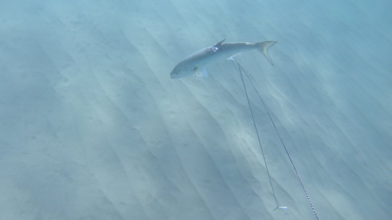 Chasse sous - marine ( Var ) Octobre et début Novembre