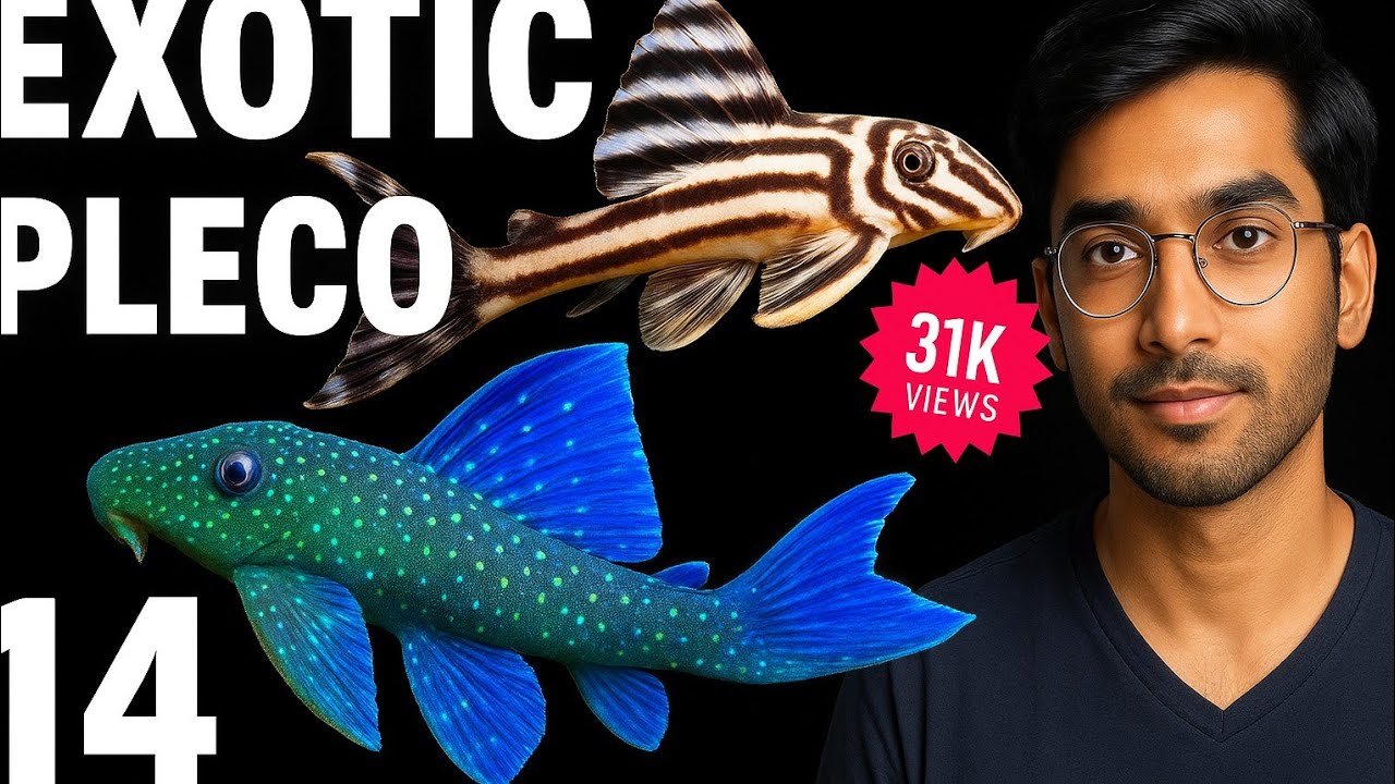 Top 14 Exotic Plecos for Your Aquarium | Exotic Sucker CatFishes