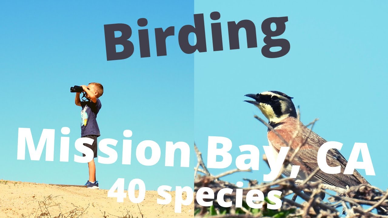 Birding Mission Bay in San Diego. February, 2021. 40 Species!