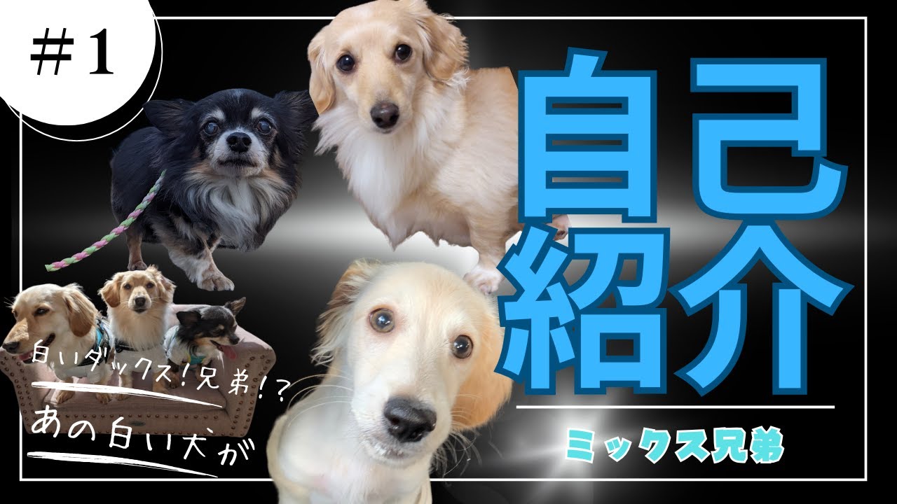 【全員ダックスMIX】ミックス兄弟CHANNELはじめました！