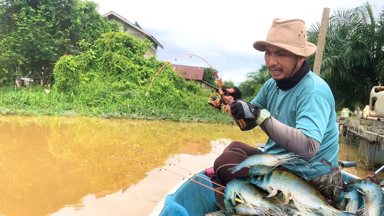 MENYESAL BAWA UMPAN SEDIKIT, UDANG GALAH DI KAMPUNG INI PADA KELAPARAN, MANCING UDANG GALAH