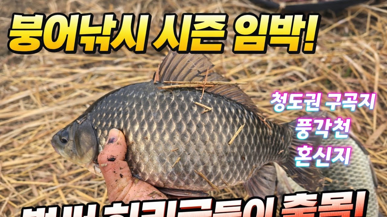 2026.2.27 청도권 붕어낚시 조황정보 구곡지,풍각천,혼신지