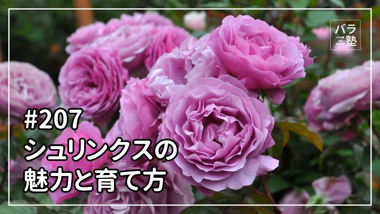 #207 シュリンクスの魅力と育て方