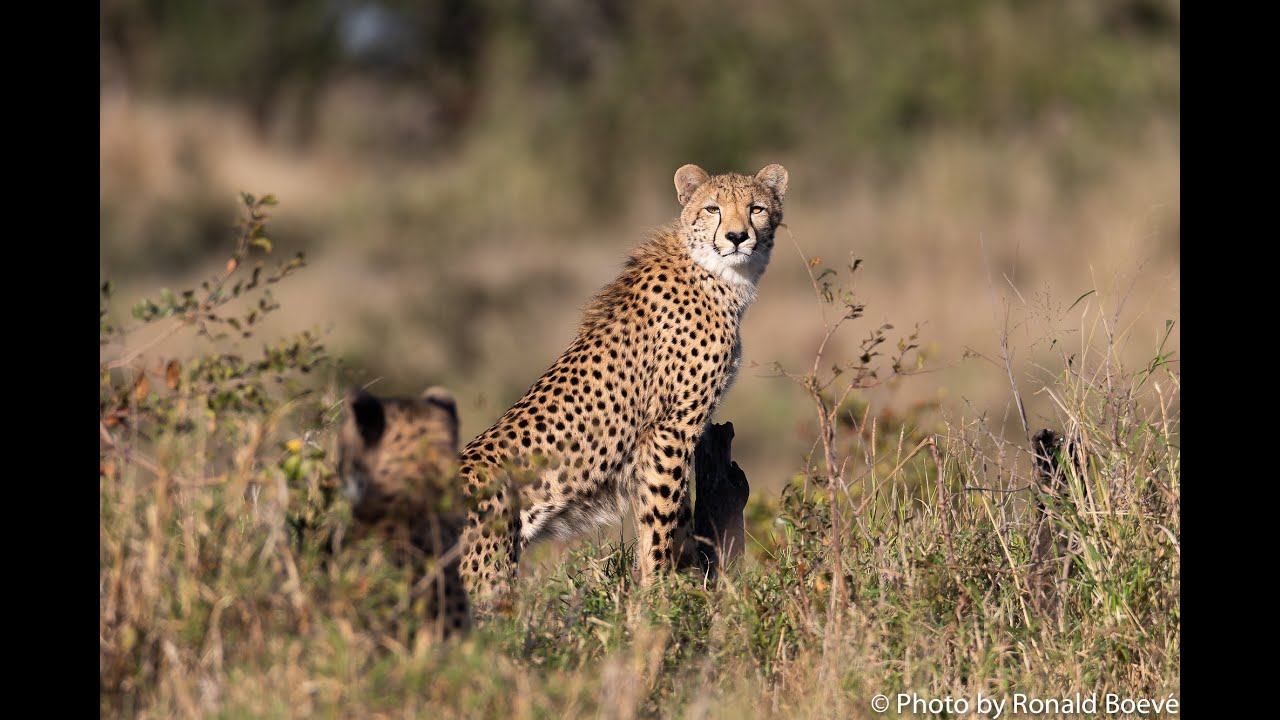 Kruger juni 2022