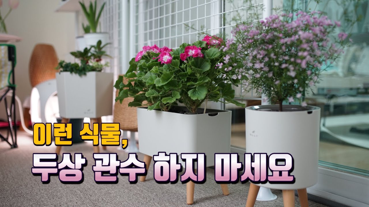 이럴 땐 꼭 저면관수 해야 합니다
