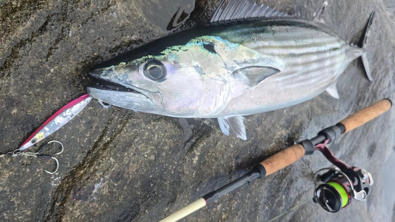 Hooked big bonito while using ultralight gear.