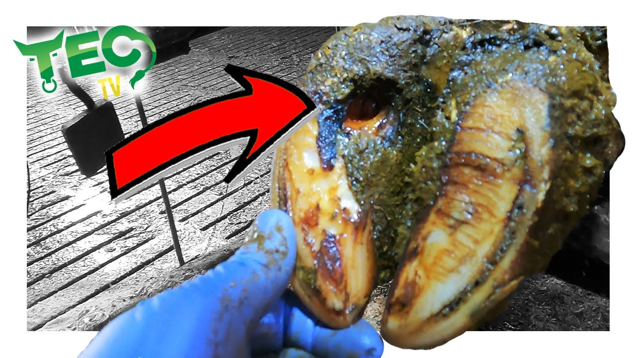 HOLE IN THE SOLE | TEC TV