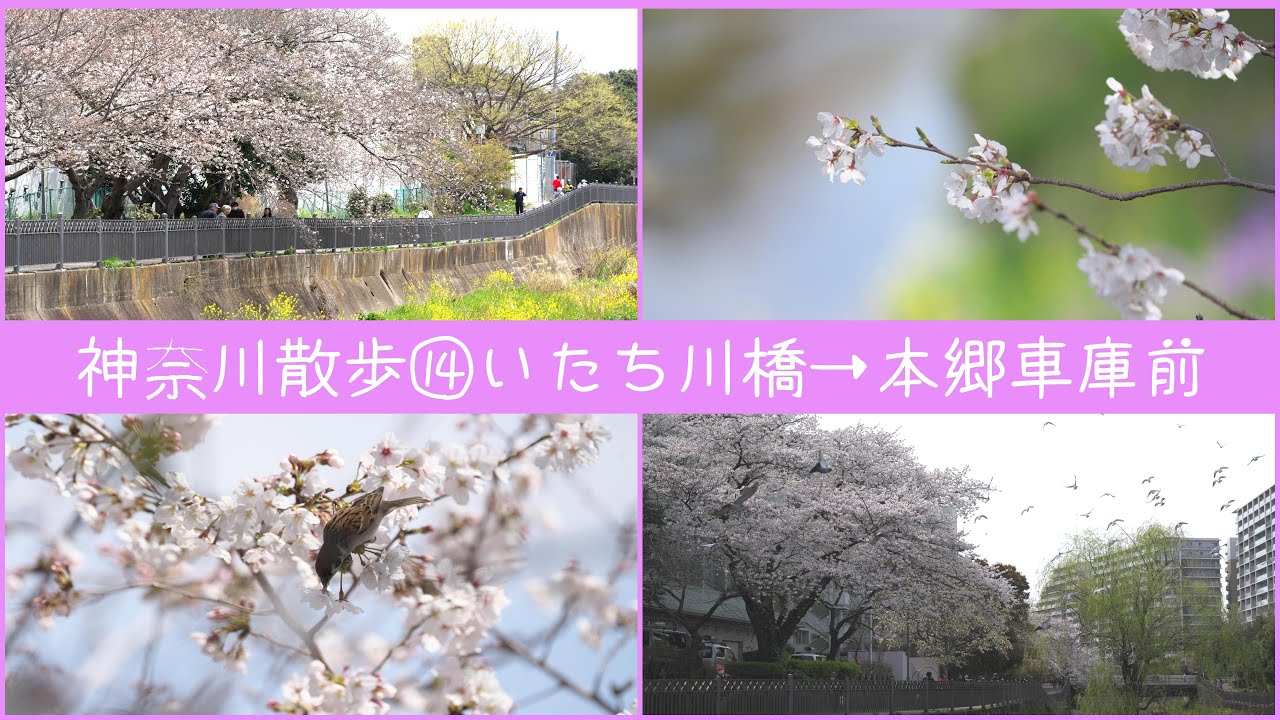 【横浜市栄区】いたち川の桜スポット巡り2025【写真さんぽ】