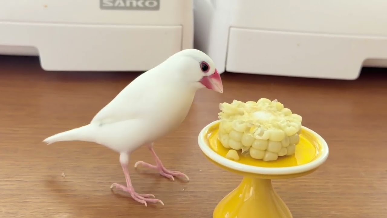 文鳥さんたちが白いとうもろこしを食べているだけの動画です