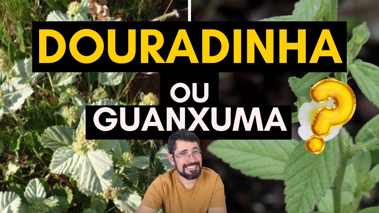 Que planta &eacute; essa, Daniel? #DOURADINHA