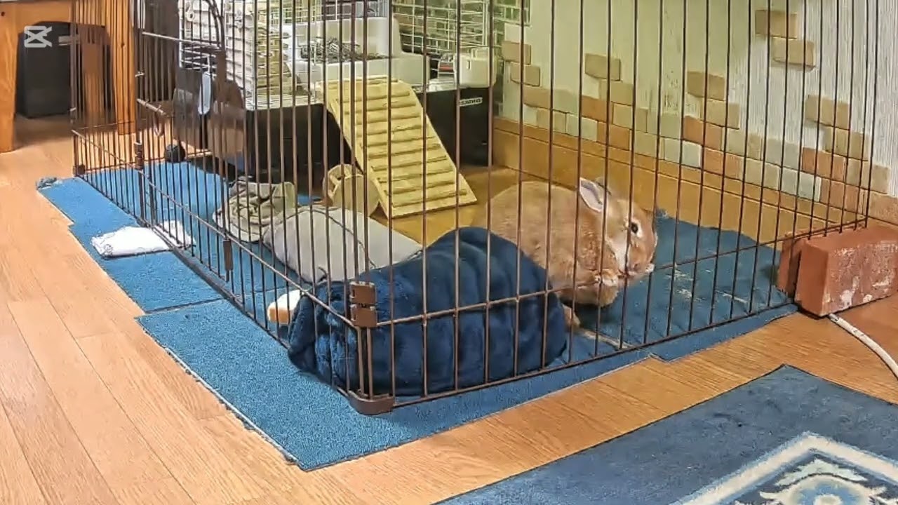 可愛かったので長い動画 お付き合いください   #うさぎ #rabbit #bunny #かわいい #癒し 