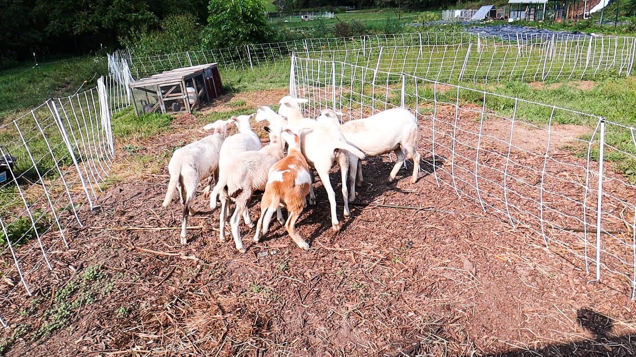 My Simple Backyard Grazing System (for Sheep)