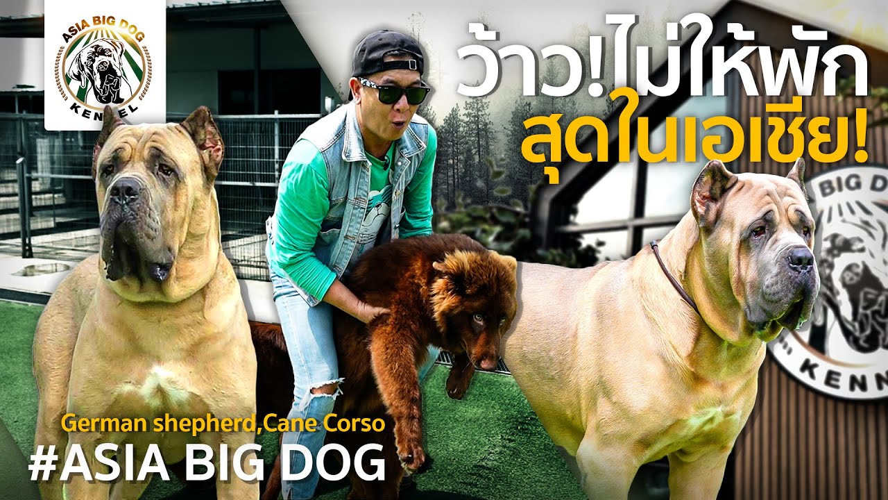 ชุดเดียวในไทย German Shepherd สี chocolate  / Cane corso Thailand champion