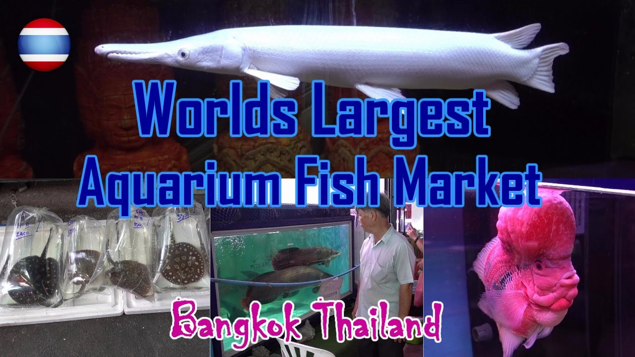 Aquarium Fish Market WORLD'S LARGEST Bangkok Part 1
