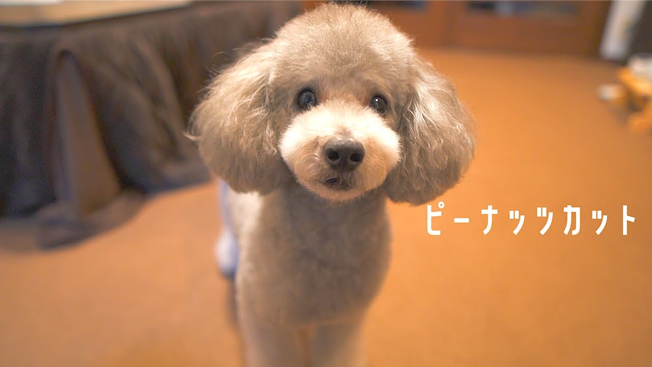 🐶トリミングでピーナッツカットになった犬が可愛すぎて飼い主悶絶w【トイプードル】
