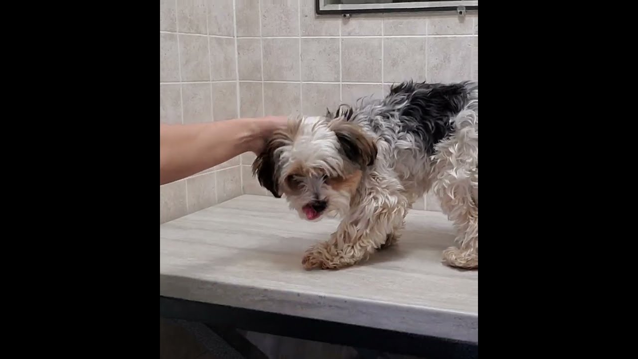 Biewer Yorkshire Yorkie Terrier full groom, dog grooming, no restraints, some matts, med length