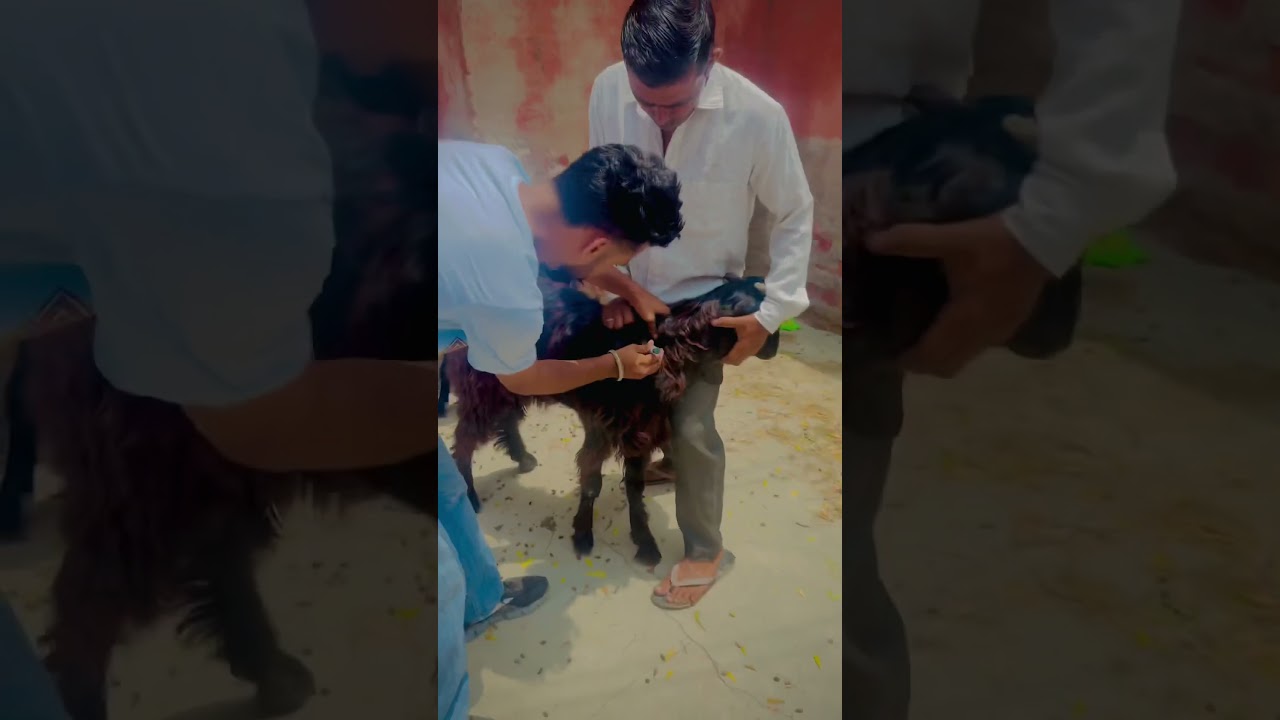 ETV Vaccination in Goat #veterinarian #treatment #vaccination #navneetsinghvlda#goatfarming #goat