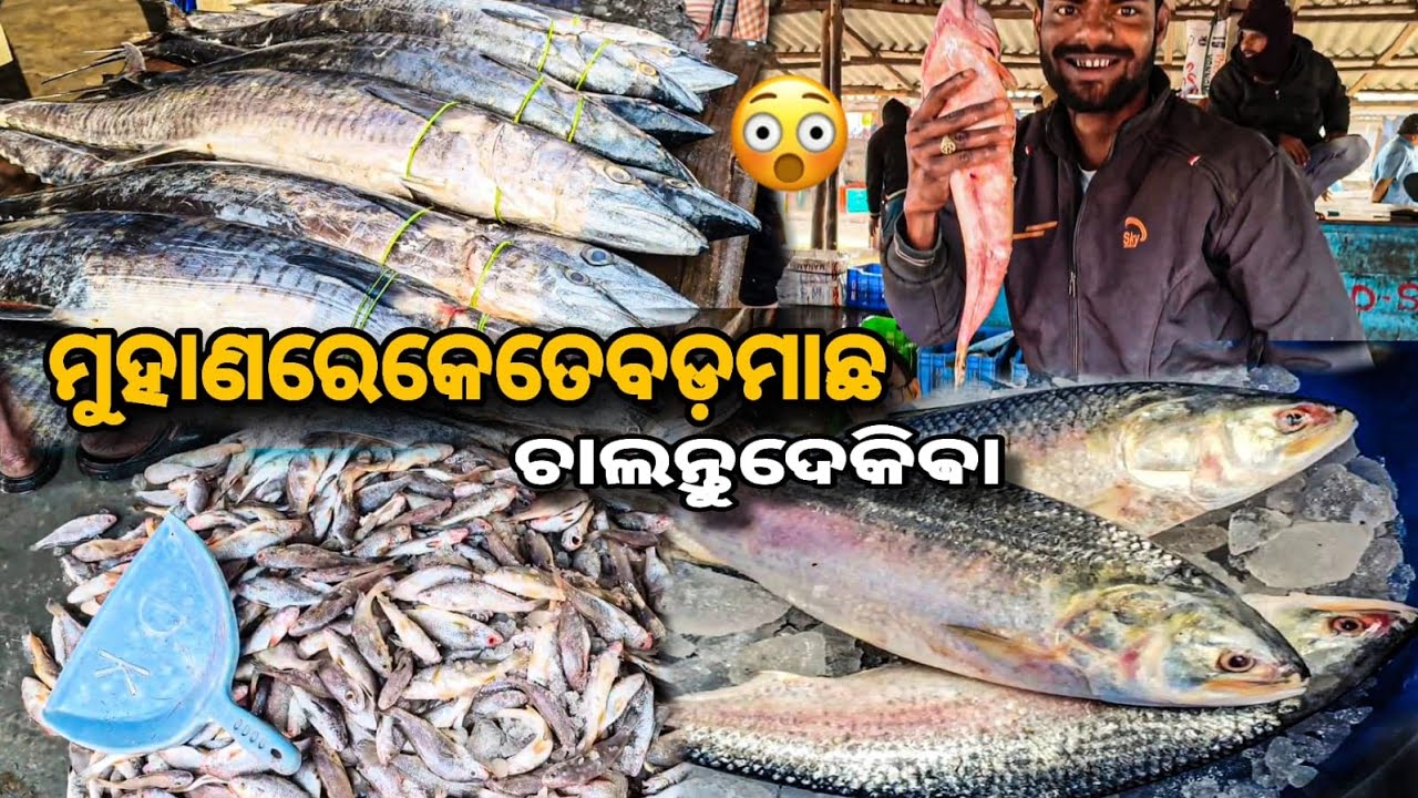 ମୁହାଣ ରେ 😲 || କେତେବଡ଼ ମାଛ 🐟 || ଚାଲନ୍ତୁ ଦେକିଵା 😊 ||PINKURAJAVLOG||