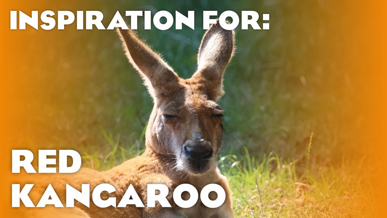 27 Real Kangaroo Habitats! (Planet Zoo Inspiration)