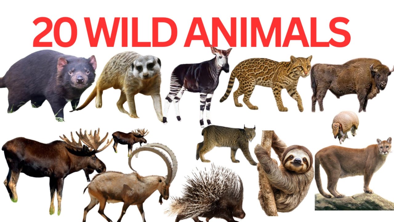 Learn Wild Animals Name|20 Wild Animals Name With Fun Facts| Wild Animals Name And Sound In English|