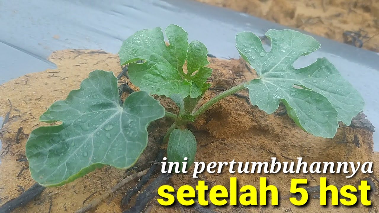 Cara tanam semangka yang baik dan benar / Dijamin tumbuh 100 %
