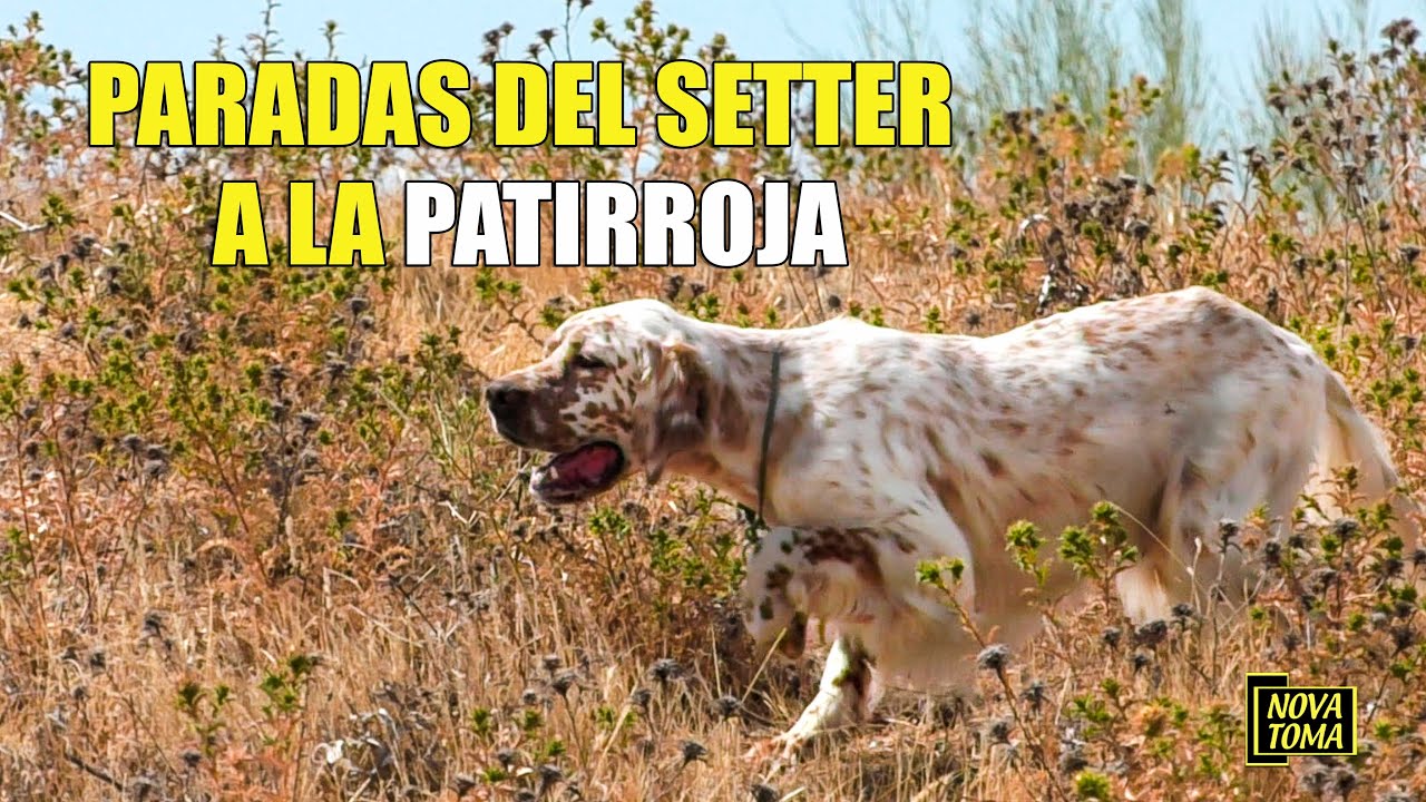 PARADAS DEL SETTER A LA PATIRRROJA