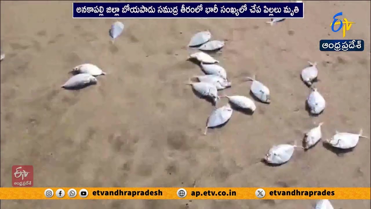 అనకాపల్లి జిల్లాలో వింత ఘటన | ఒడ్డుకు కొట్టుకొచ్చిన వేలాది చేప పిల్లలు