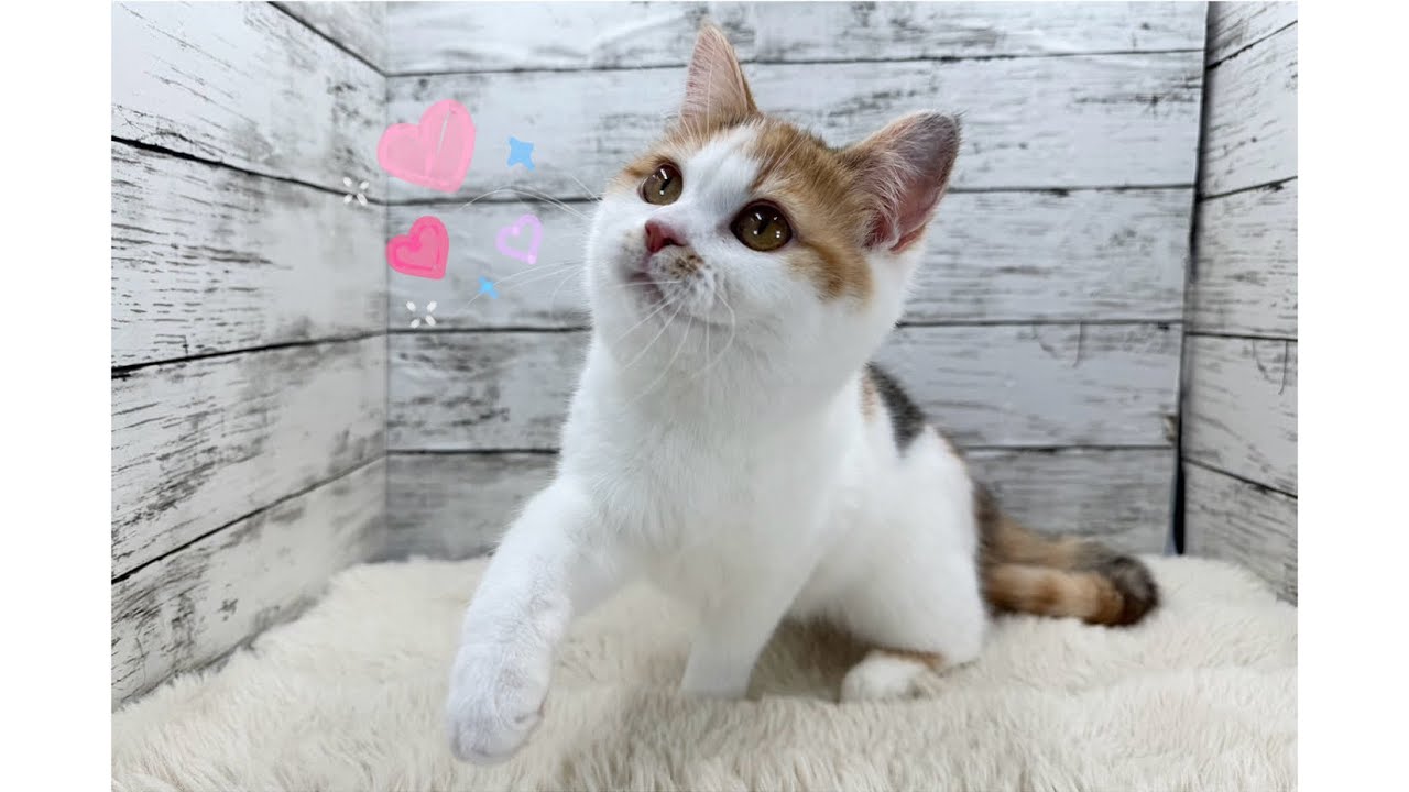 《当店生まれ！》きゅるきゅるおめめが可愛い🥹ミヌエット×サイベリアンの女の子🧡✨️