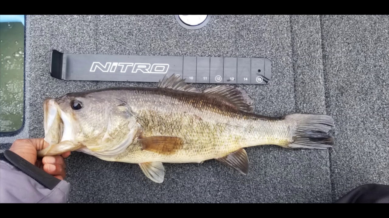 Lake Jackson BIG Bass (HUGE LARGEMOUTH) - 10 Boat Tournament (Winter Bass Fishing Cold muddy water)