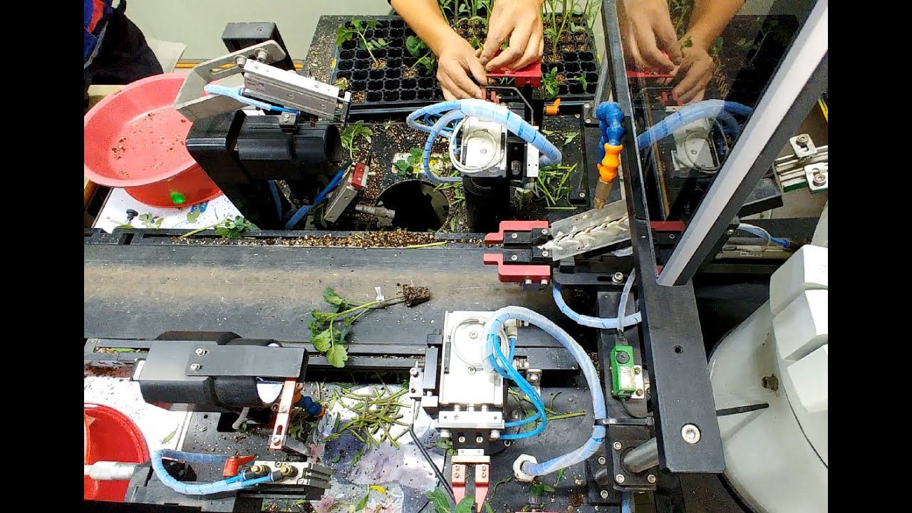 Tomato Grafting (Down View)