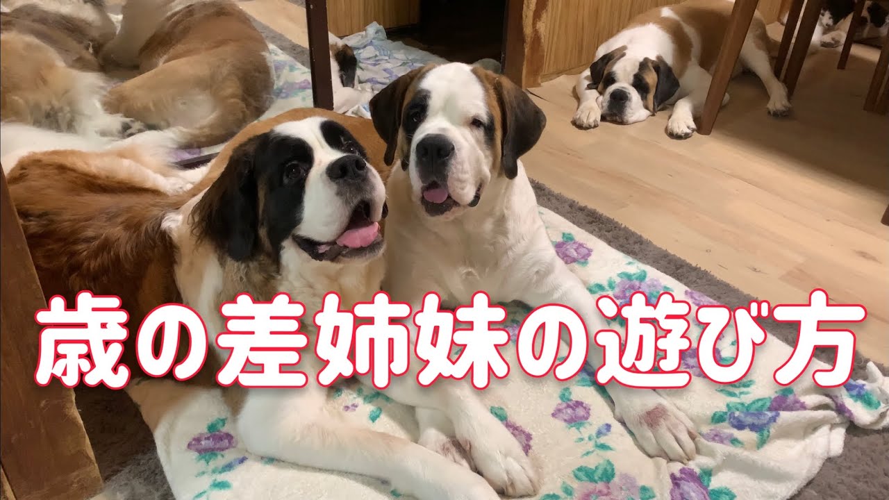セントバーナードとの上手な付き合い方！専門ブリーダーのチャンネル🐶仲良しが1番❣️