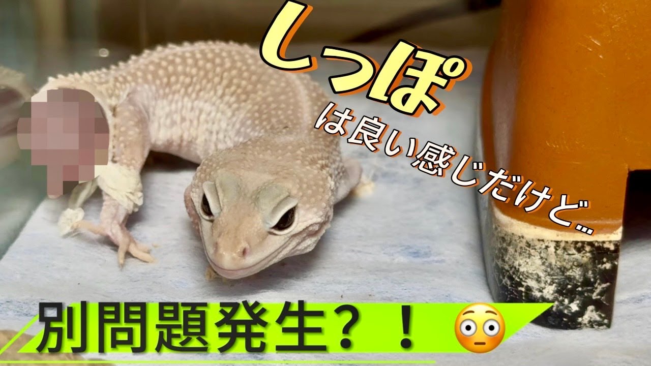 【続報】レオパの尻尾が生えてきた！...でも脱皮で試練が…
