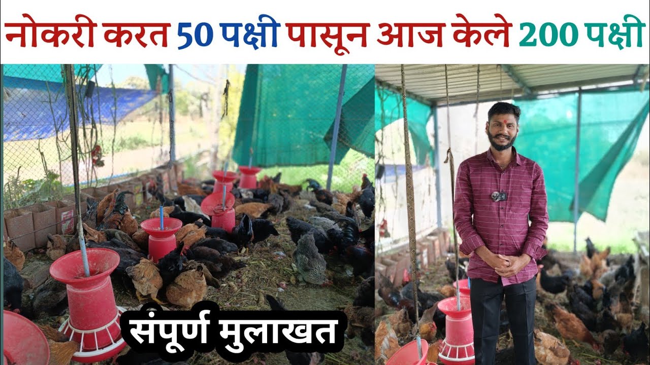 नोकरी करत 50 पक्षी पासून आज केले 200 पक्षी l गावरान + कावेरी जातीच्या कोंबड्या  gavran poultry farm 