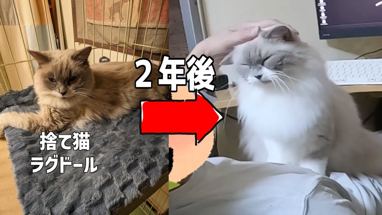 保護から２年。現在のランちゃん#cat