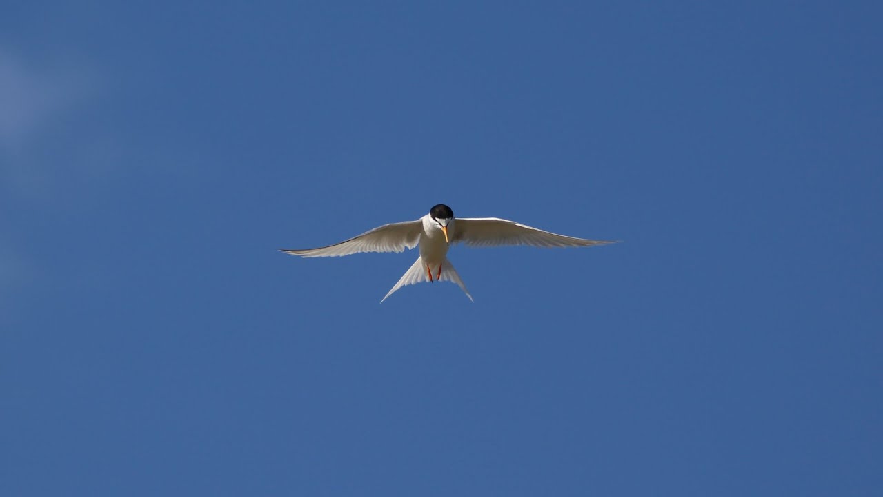 MI CLASE NATURAL: La avifauna del Parque Regional