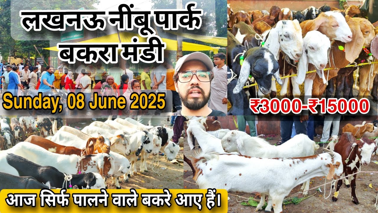 सबसे सस्ते और खूबसूरत पालने वाले बकरी के बच्चे Sunday Nimbu Park Bakra Mandi 08 June 2025 Lucknow UP