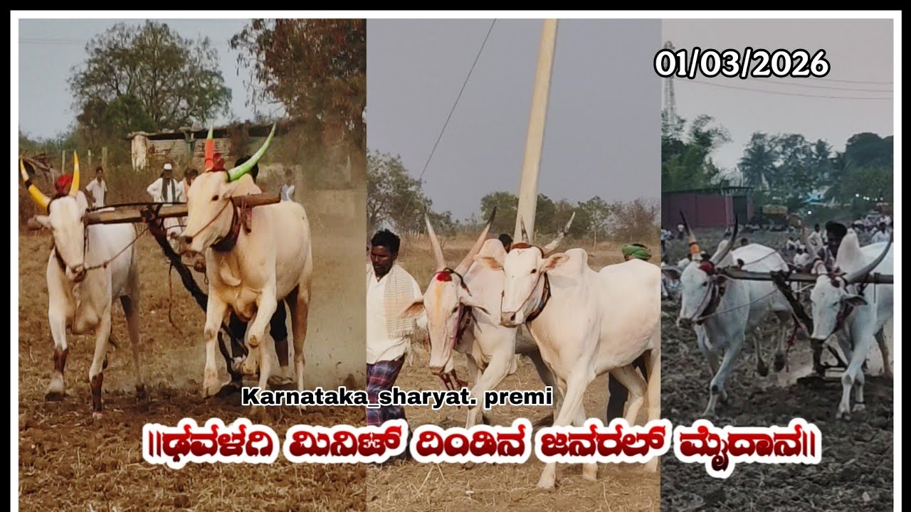 🚩ಢವಳಗಿ ಮಿನಿಟ್ ದಿಂಡಿನ ಜನರಲ್ ಮೈದಾನ🚩01/03/2026..