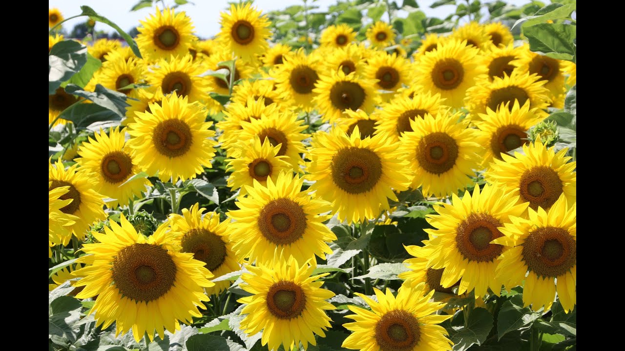 Tim Ellifritz - Sunflower - Pics Of Sunflowers Video
