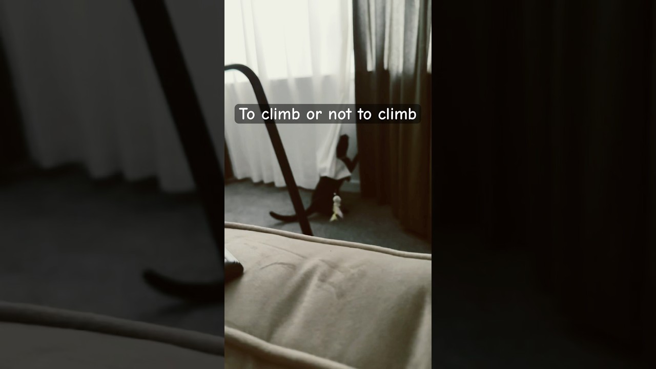 Climbing curtains is for commoners! 🇬🇧👑