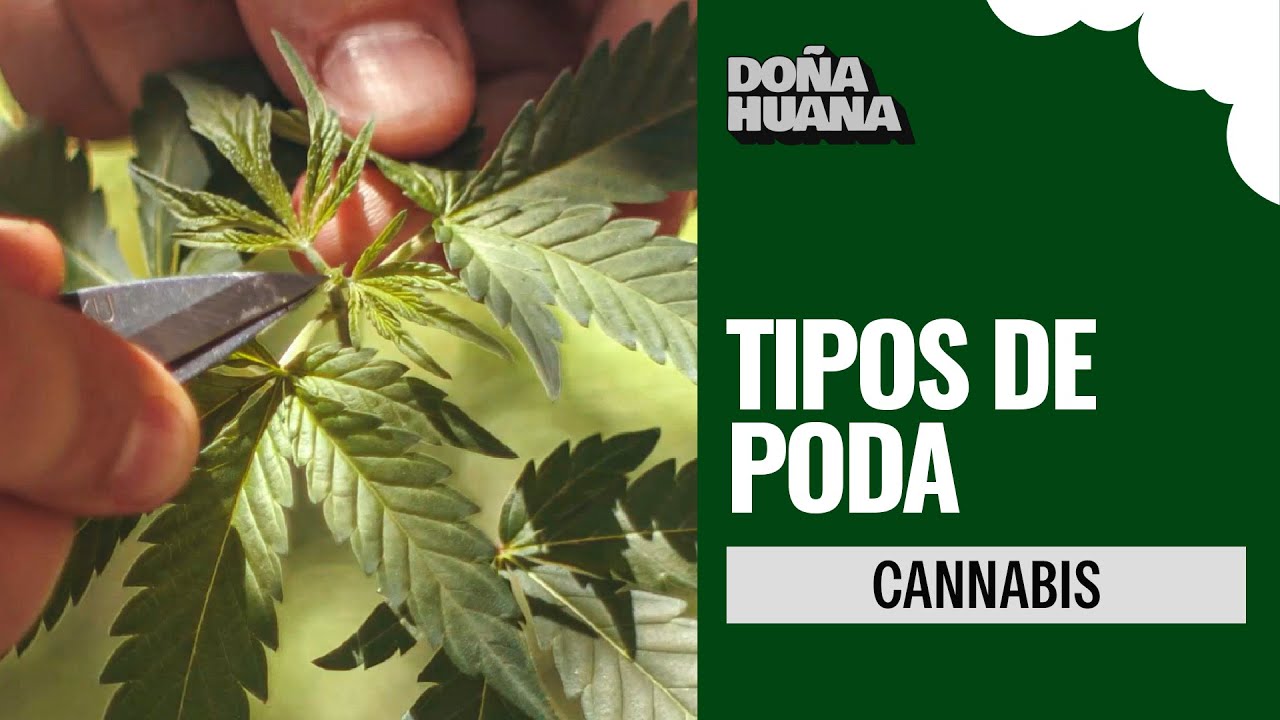 CANNABIS - TIPOS DE PODA - LST - APICAL - FIM - CULTIVO PRINCIPIANTES