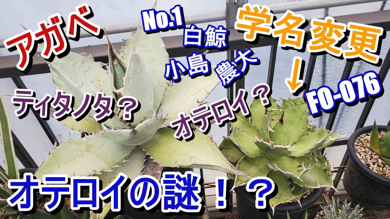 【アガベ】ティタノタ(チタノタ)とオテロイの話。学名変更はなぜ？FO-076の謎と、ちょっと白鯨などの和名の話。【Agave】【園芸】