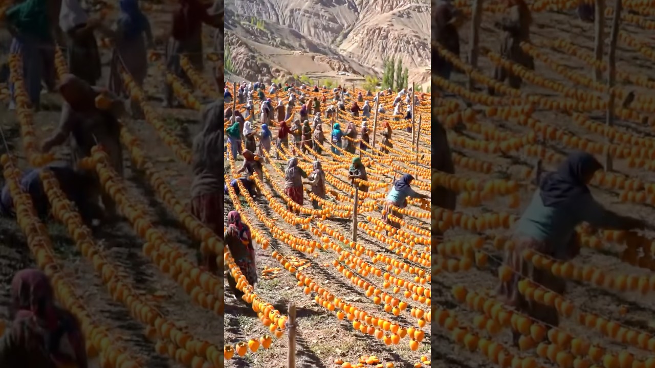 Biggest afghani food on top of mountain | Village food | Cooking recipe | Dry fruit | Village life