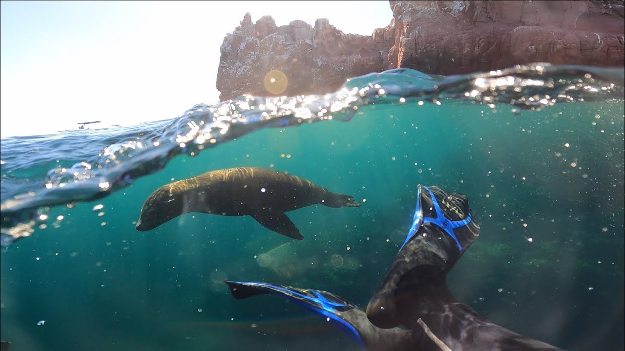 Swimming with Sea Lions; Los Islotes, BCS