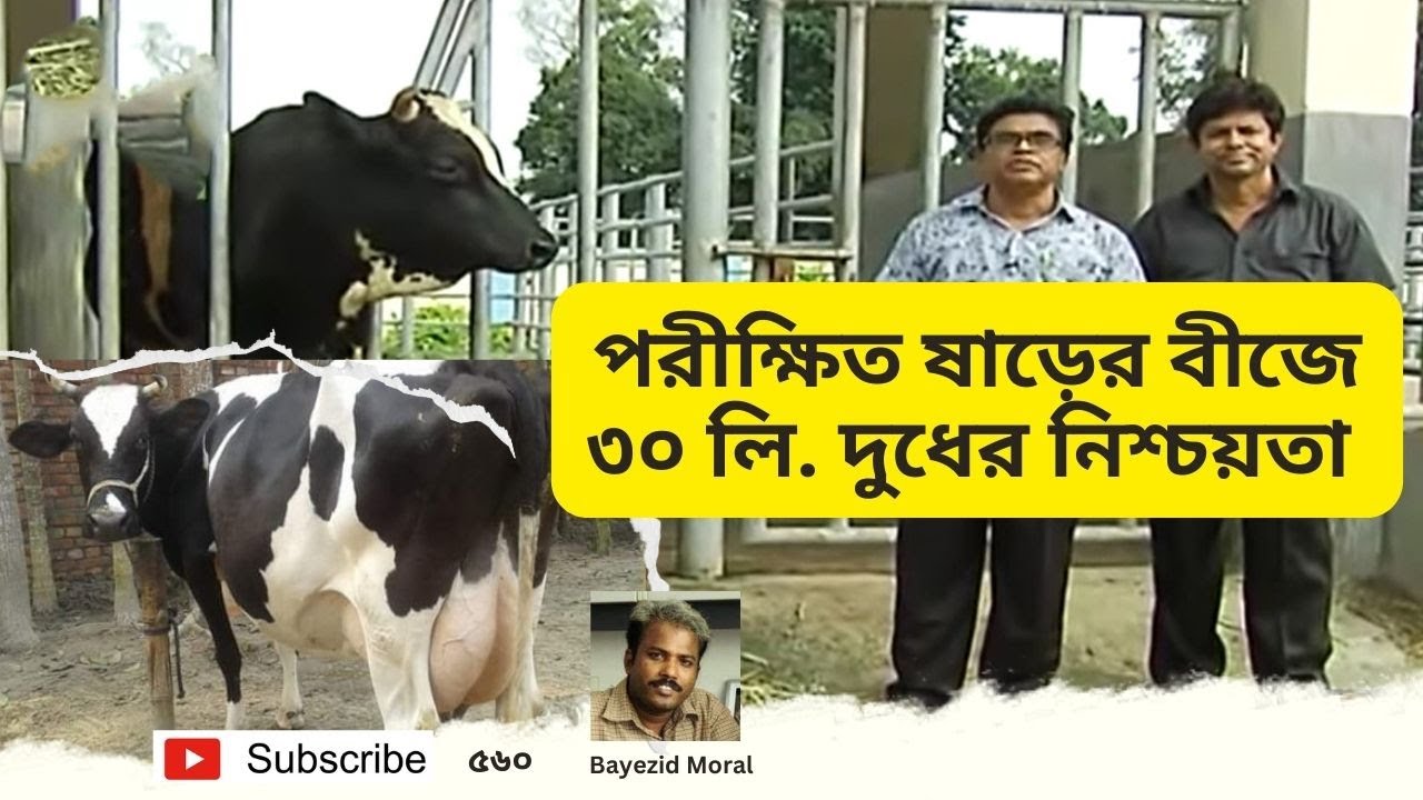 প্রুভেন বুলের সিমেন পাবেন যেখানে | এই বীজের বাছুরের ৩০ লি. উপরে দুধ হবে | Proven Bull |