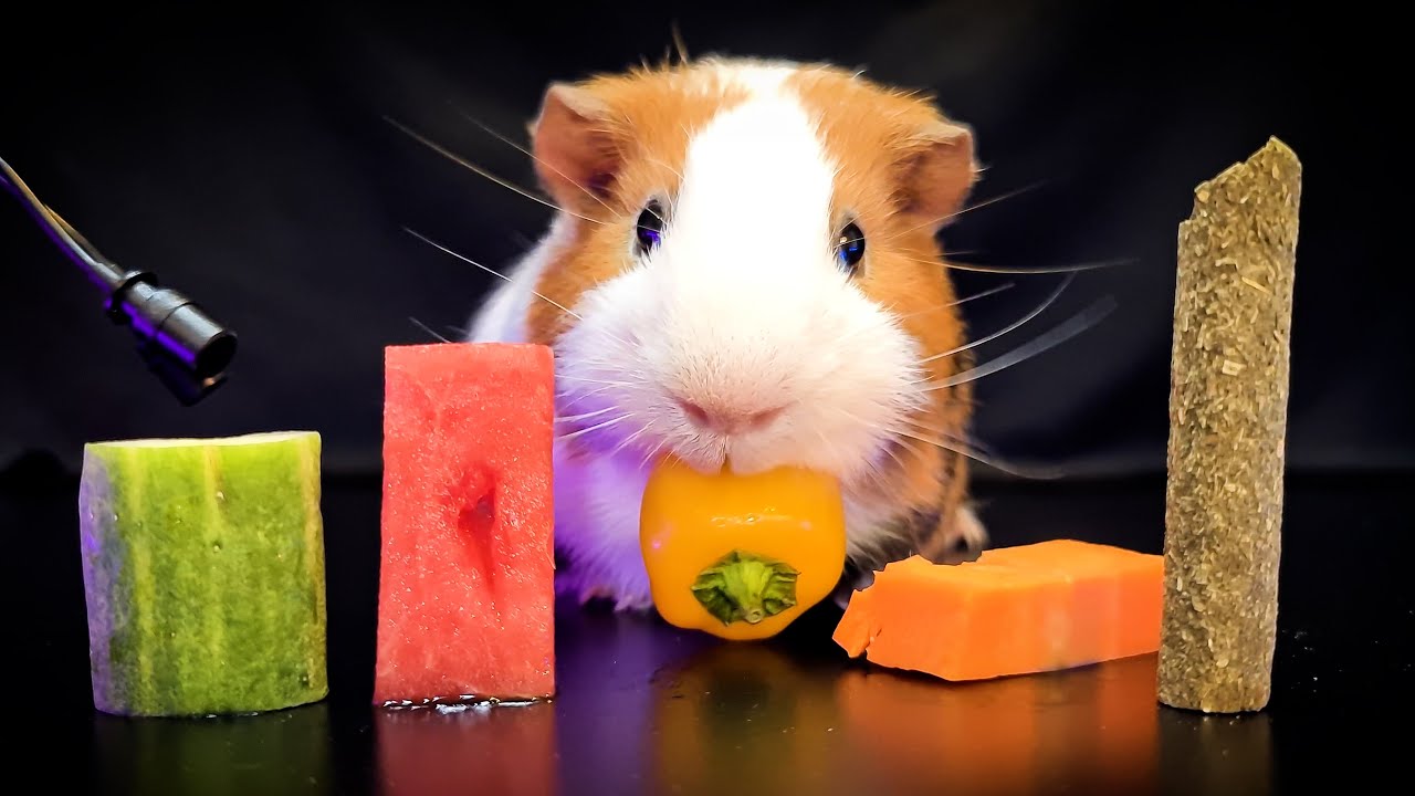 ASMR 食べ物を食べるモルモット