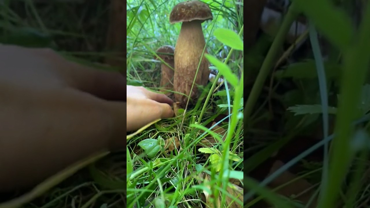 #гриби #funghi #porcini #boletus #grzyby #steinpilze #cepes #2023 #белыегрибы