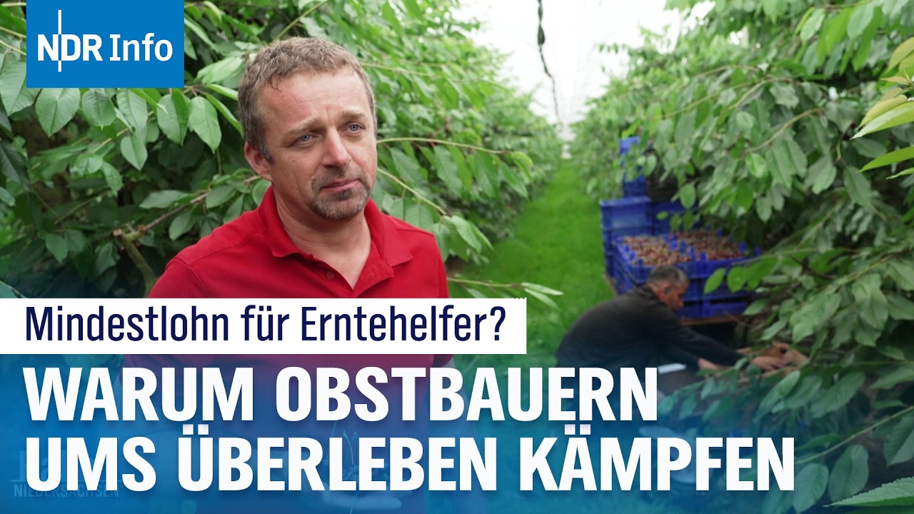 Mindestlohn in der Kritik: Droht das Aus f&uuml;r deutsche Fr&uuml;chte? | NDR Info