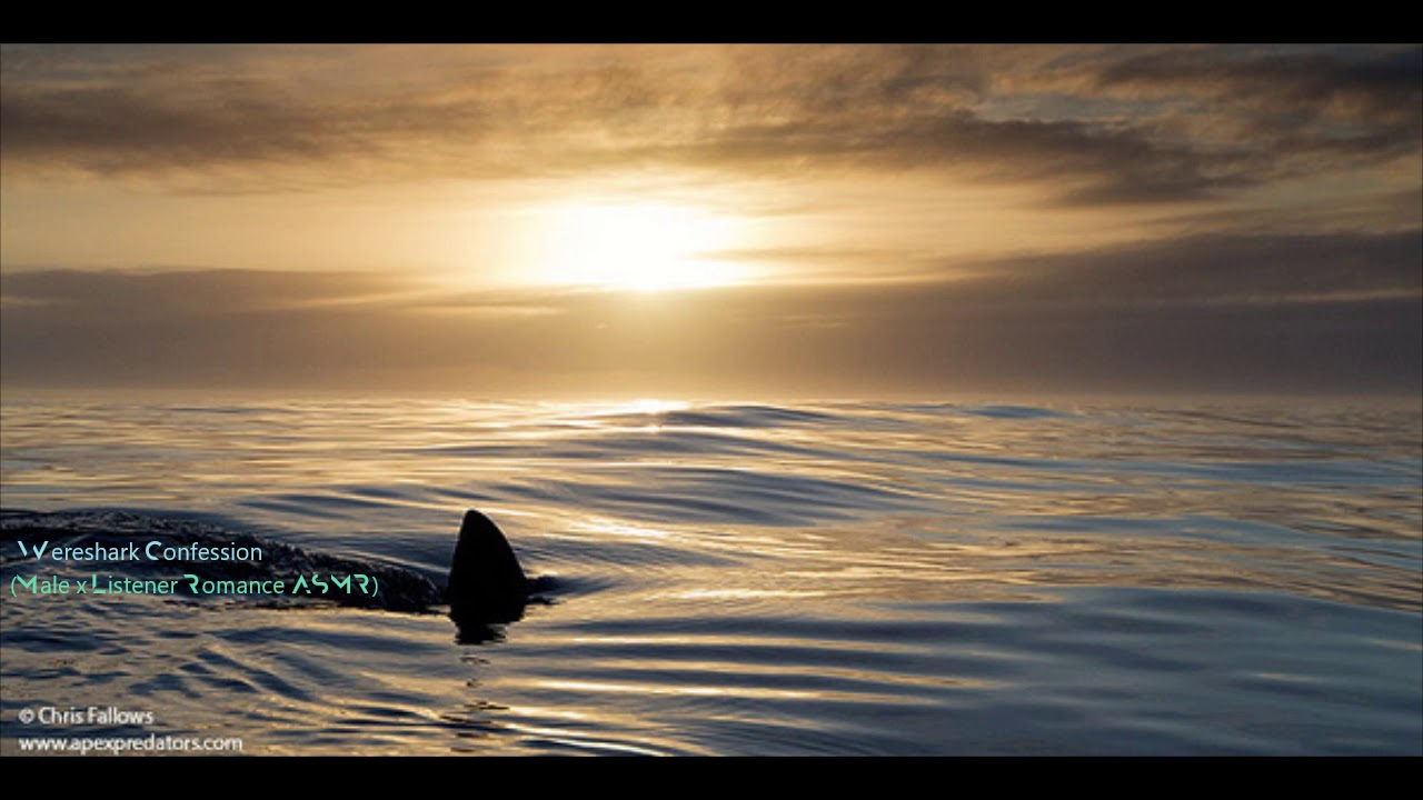 Wereshark Confession (Male x Listener Romance ASMR)