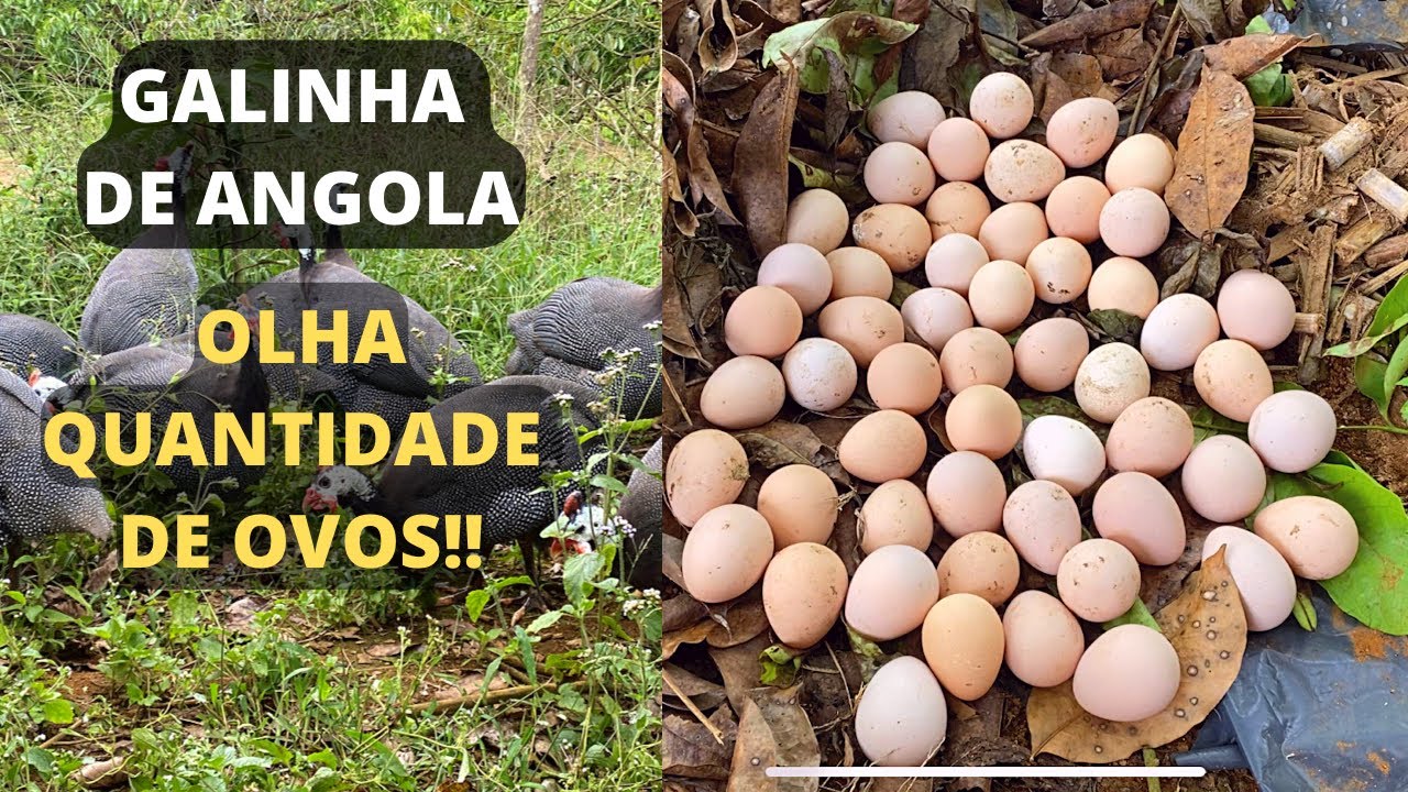 Galinha de Angola Gigante | Ninho de Galinha de Angola| Soltando as Angolas | Pavão acasalando
